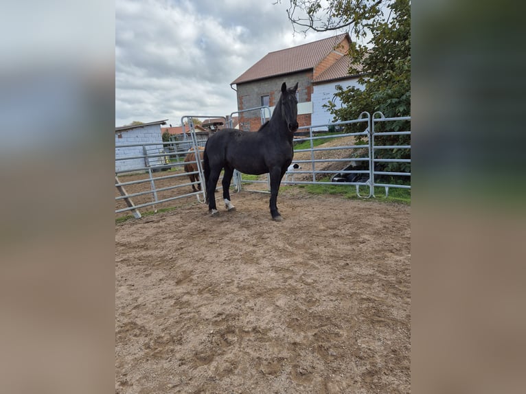 Fries paard Mix Ruin 11 Jaar 170 cm Zwart in Ha&#xDF;furt