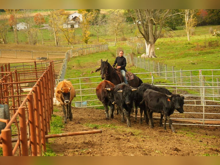 Fries paard Mix Ruin 11 Jaar 170 cm Zwart in Fresno