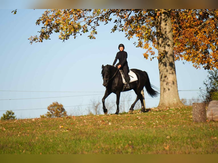 Fries paard Ruin 11 Jaar 170 cm Zwart in fresno OH