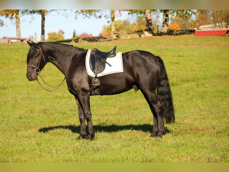 Fries paard Ruin 11 Jaar 170 cm Zwart in fresno OH