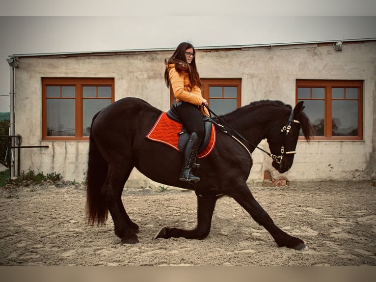 Fries paard Mix Ruin 11 Jaar 174 cm Zwart in Reisenberg