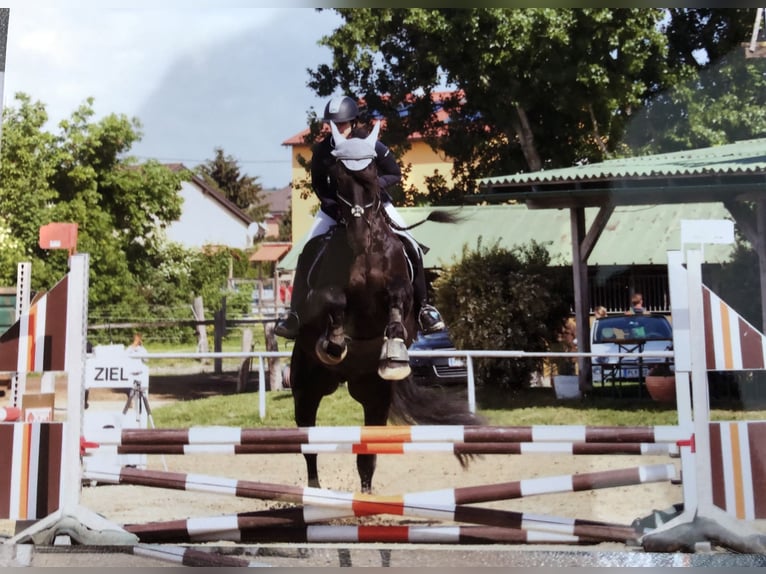 Fries paard Mix Ruin 11 Jaar 174 cm Zwart in Reisenberg