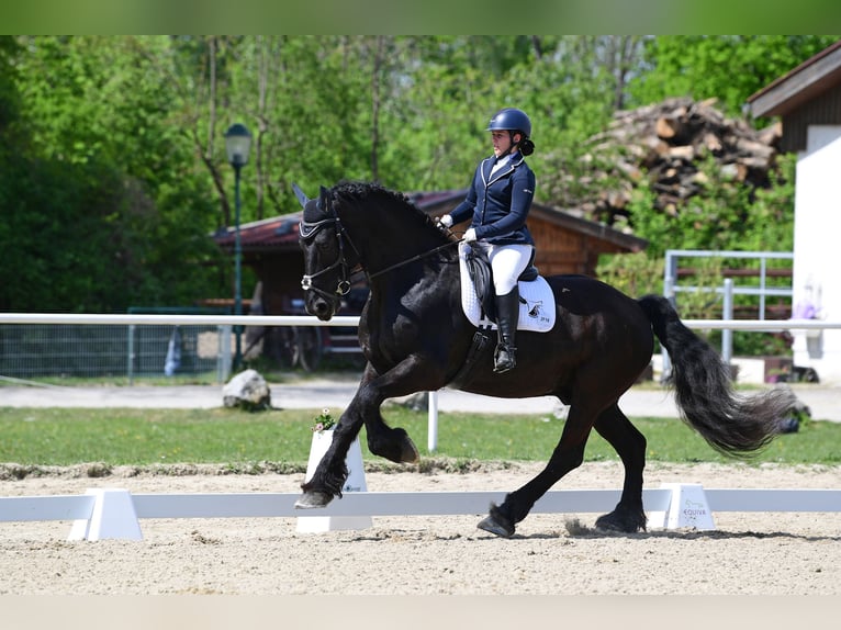 Fries paard Mix Ruin 11 Jaar 174 cm Zwart in Reisenberg