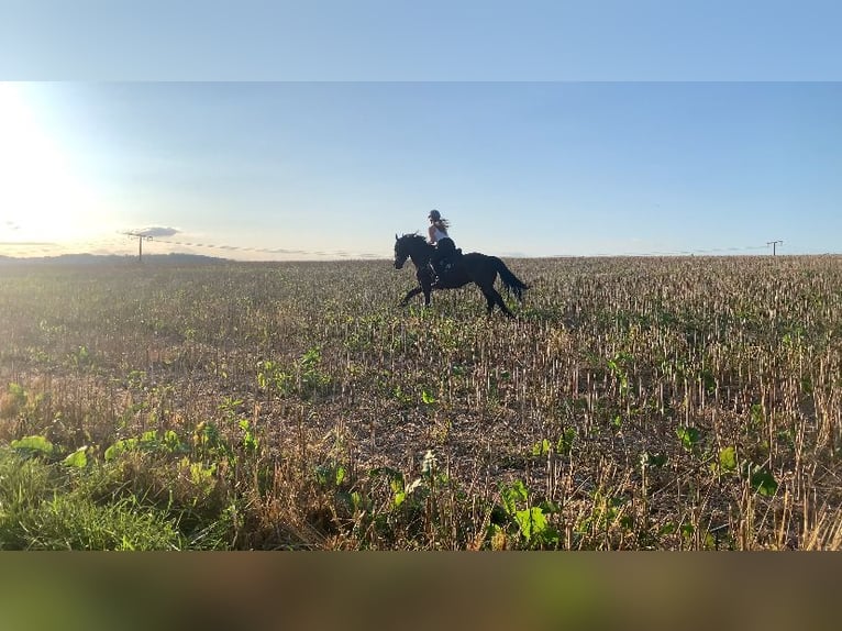 Fries paard Ruin 11 Jaar in Hochdorf