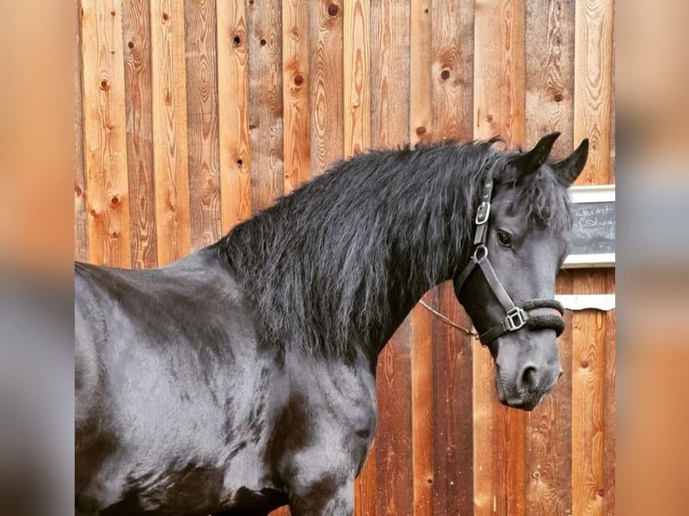 Fries paard Ruin 11 Jaar Zwart in Arrach