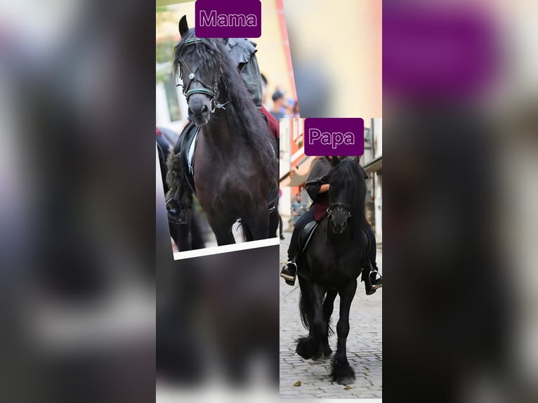 Fries paard Ruin 11 Jaar Zwart in Arrach