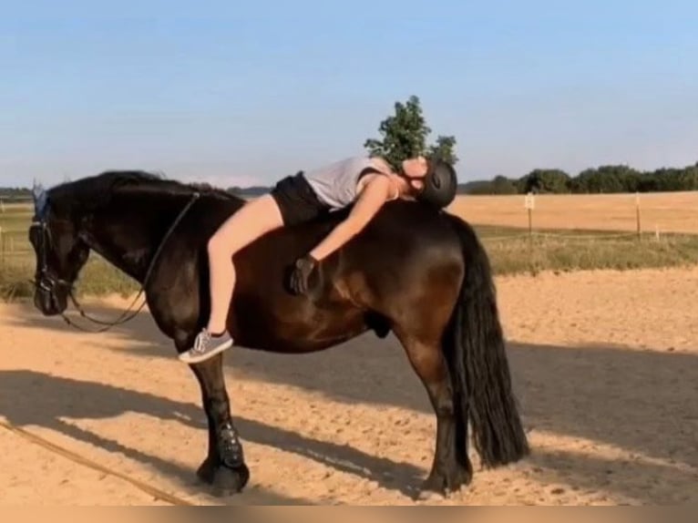 Fries paard Mix Ruin 12 Jaar 148 cm Zwart in Schöffengrund