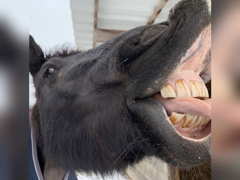 Fries paard Mix Ruin 12 Jaar 148 cm Zwart in Schöffengrund