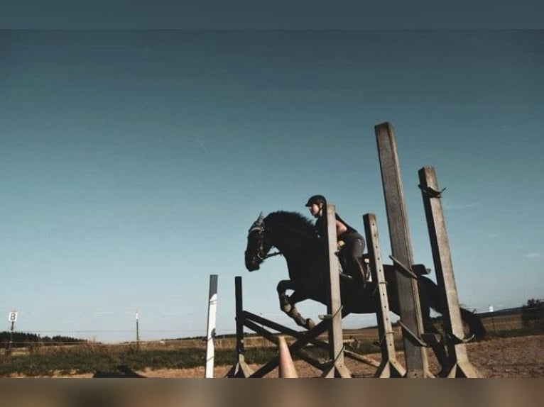 Fries paard Mix Ruin 12 Jaar 148 cm Zwart in Schöffengrund