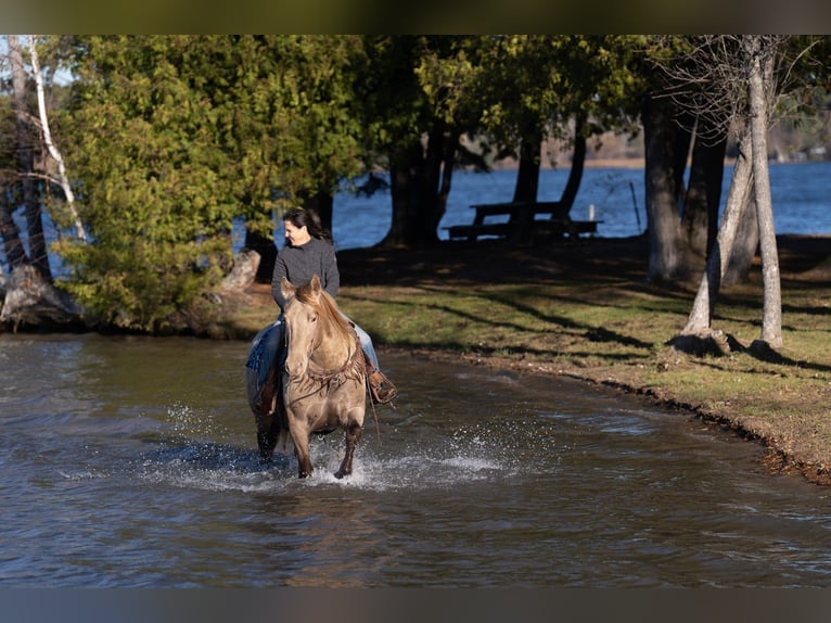 Fries paard Mix Ruin 12 Jaar 152 cm Champagne in Nevis