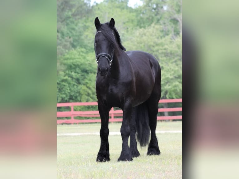 Fries paard Ruin 12 Jaar 157 cm Zwart in Rochester MA