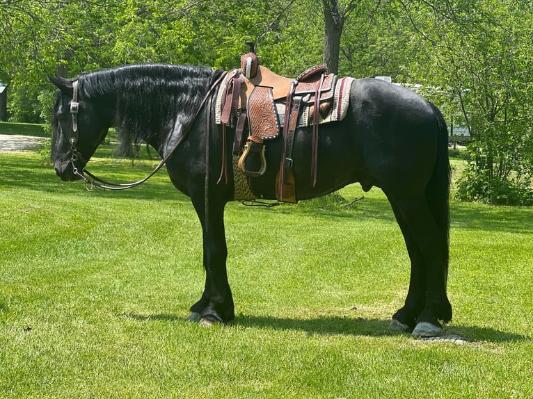 Fries paard Ruin 12 Jaar 160 cm Zwart in Zearing IA