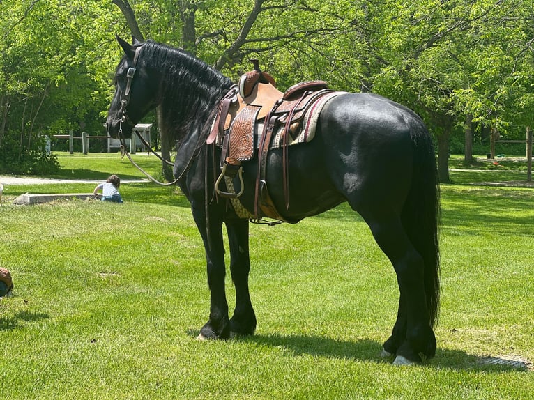 Fries paard Ruin 12 Jaar 160 cm Zwart in Zearing IA