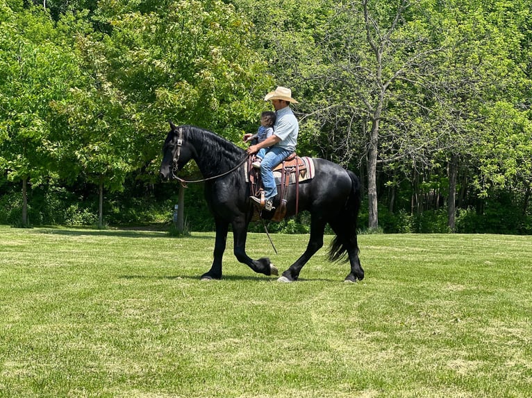 Fries paard Ruin 12 Jaar 160 cm Zwart in Zearing IA