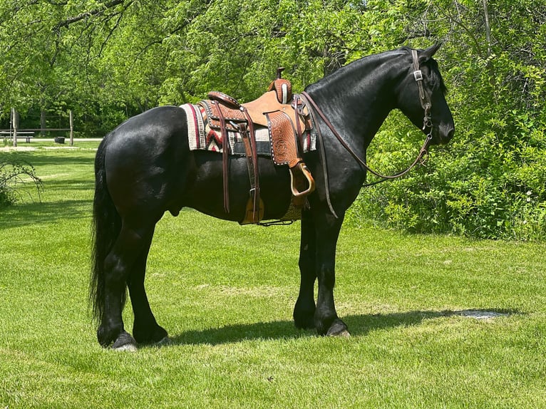 Fries paard Ruin 12 Jaar 160 cm Zwart in Zearing IA