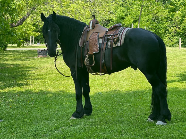 Fries paard Ruin 12 Jaar 160 cm Zwart in Zearing IA