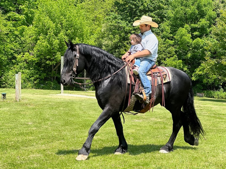 Fries paard Ruin 12 Jaar 160 cm Zwart in Zearing IA