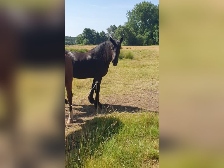 Fries paard Ruin 12 Jaar 160 cm Zwart in Meinersen