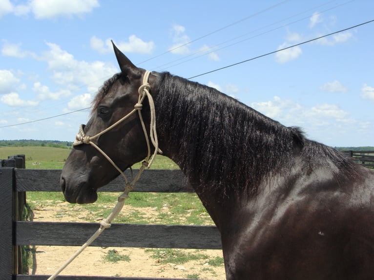 Fries paard Ruin 12 Jaar 163 cm Zwart in Hillsboro, OH