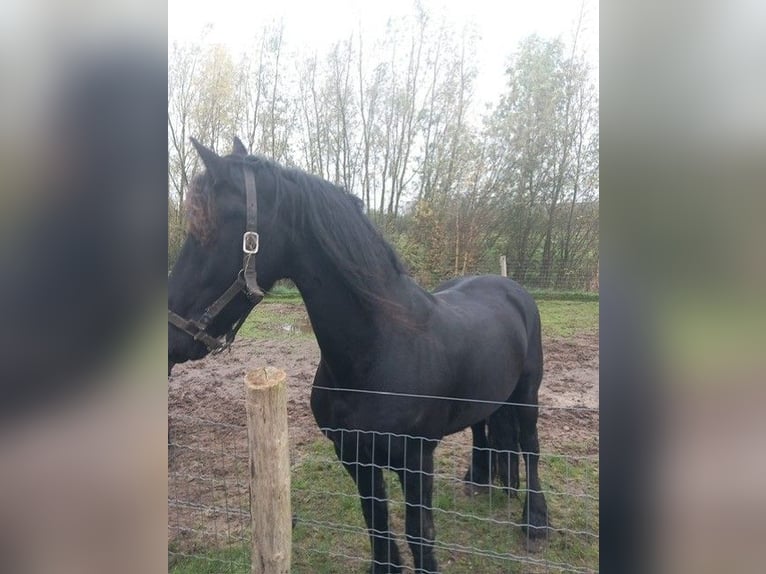 Fries paard Ruin 12 Jaar 163 cm Zwartbruin in Arnhem