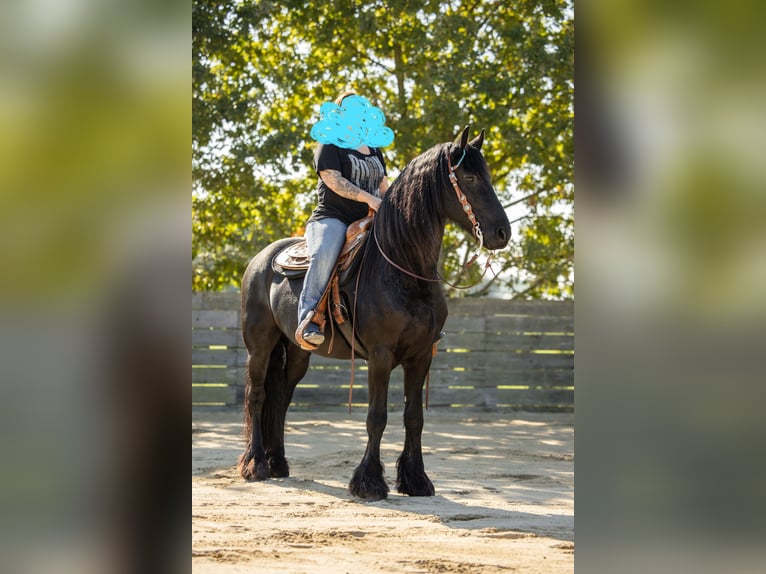 Fries paard Ruin 12 Jaar 164 cm  in Straelen
