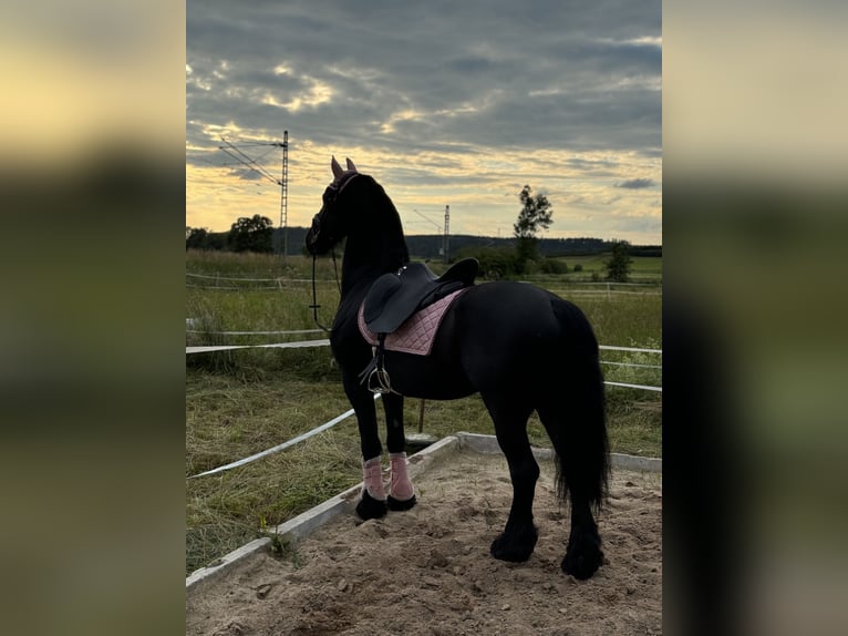 Fries paard Ruin 12 Jaar 165 cm Zwart in Oberdachstetten