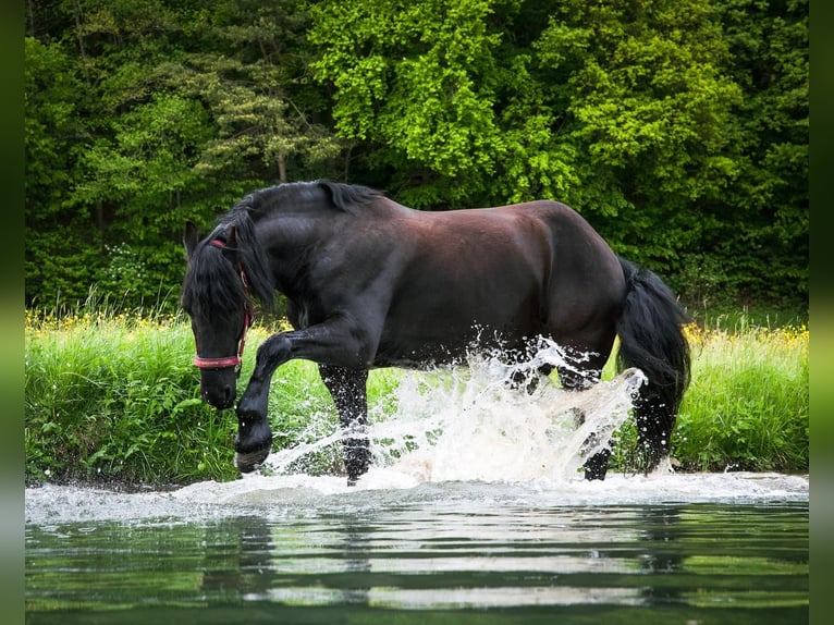 Fries paard Ruin 12 Jaar 165 cm Zwart in Oberdachstetten