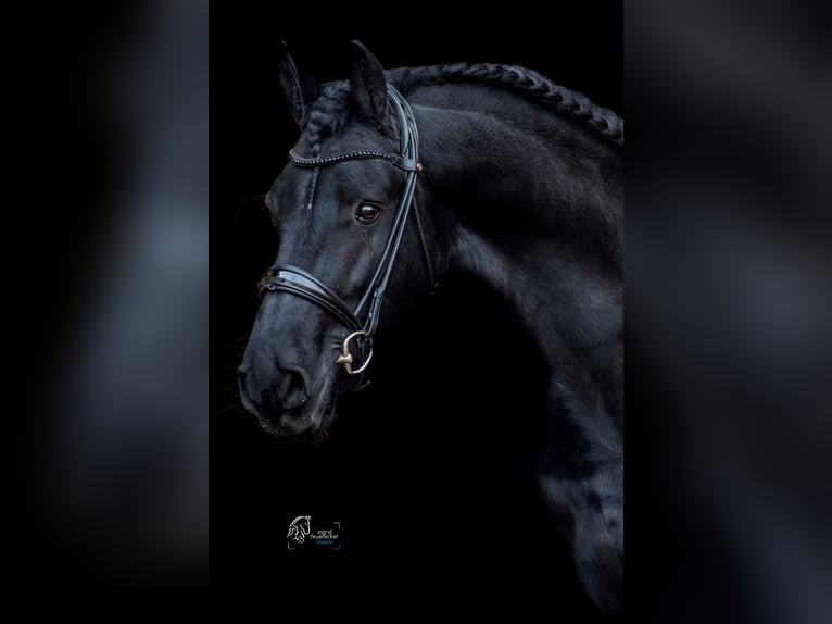 Fries paard Ruin 12 Jaar 166 cm Zwart in Kobern-Gondorf