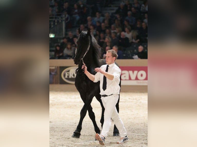 Fries paard Ruin 12 Jaar 166 cm Zwart in Kobern-Gondorf
