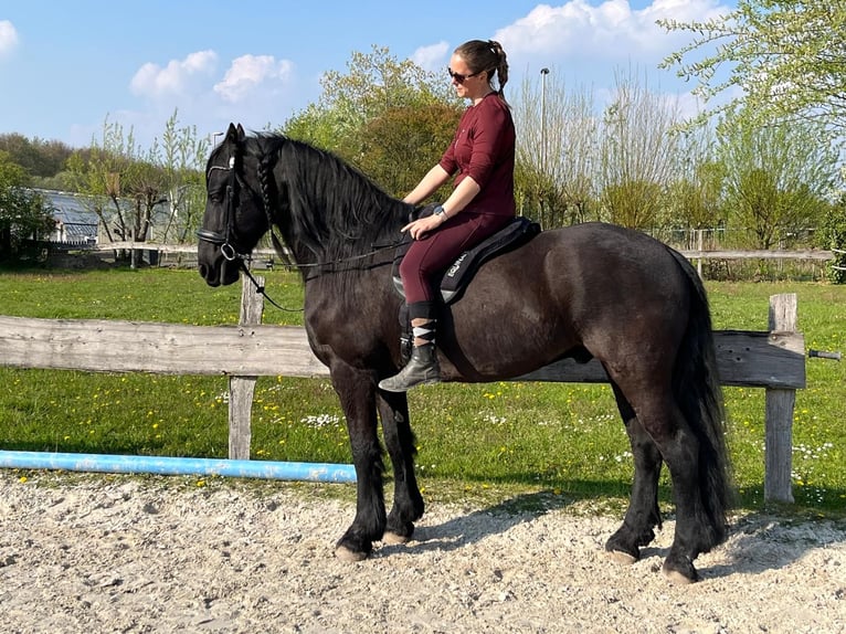 Fries paard Ruin 12 Jaar 167 cm Zwart in Dormagen