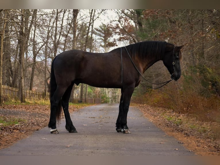 Fries paard Mix Ruin 12 Jaar 173 cm Zwart in Middleboro