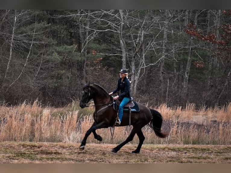 Fries paard Mix Ruin 12 Jaar 173 cm Zwart in Middleboro