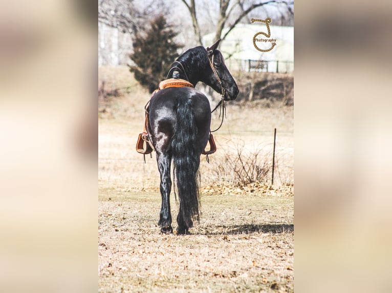 Fries paard Ruin 12 Jaar Bruin in wALKERTON in