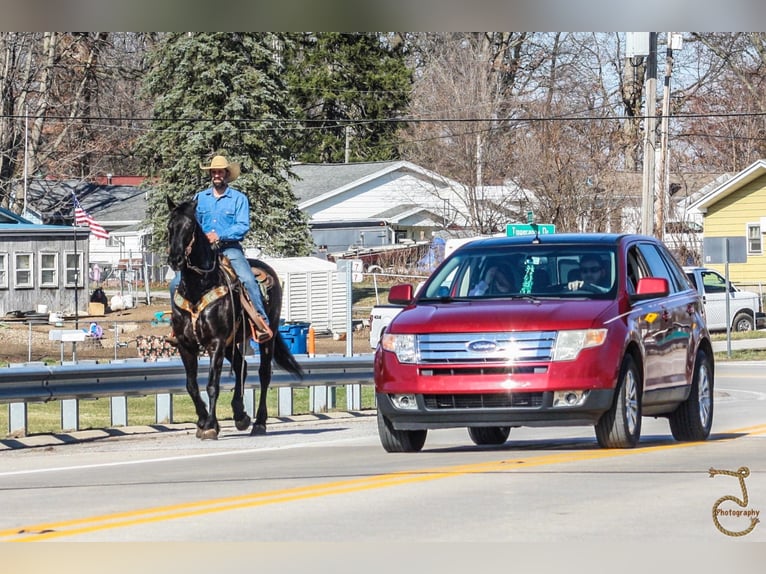 Fries paard Ruin 12 Jaar Bruin in wALKERTON in