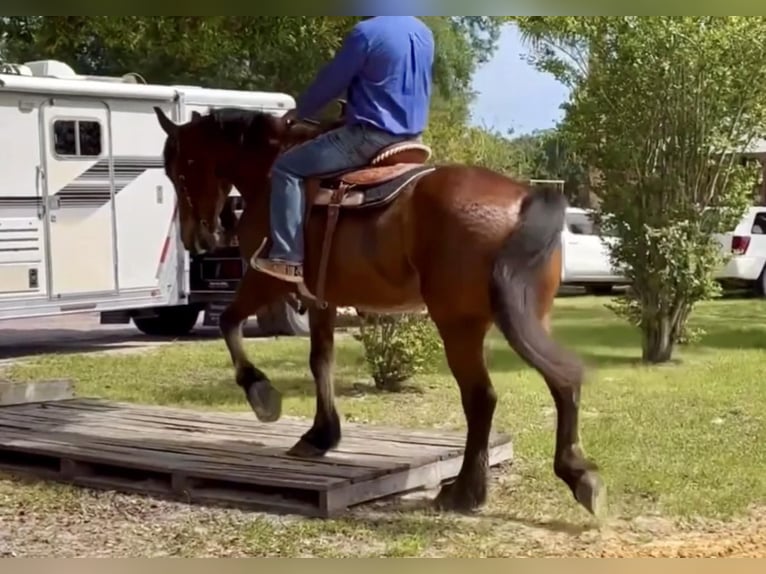 Fries paard Ruin 12 Jaar Donkerbruin in Borden IN