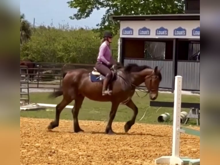 Fries paard Ruin 12 Jaar Donkerbruin in Borden IN