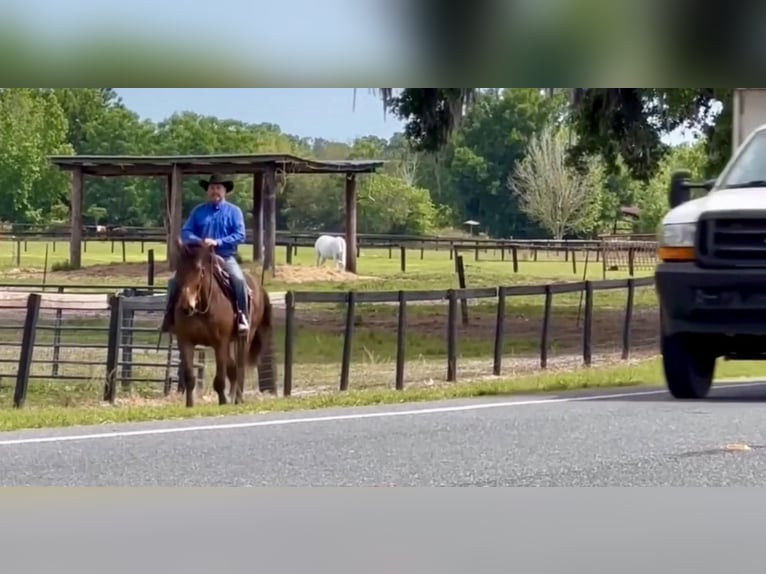 Fries paard Ruin 12 Jaar Donkerbruin in Borden IN