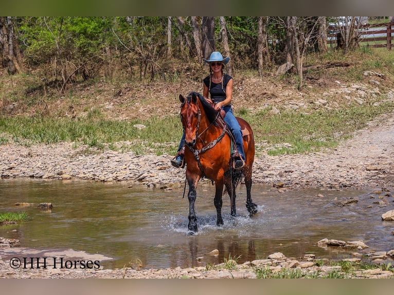 Fries paard Ruin 12 Jaar Roodbruin in Flemingsburg KY