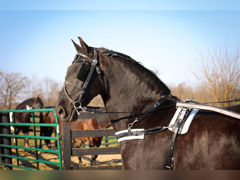 Fries paard Ruin 12 Jaar Zwart in Flemingsburg KY