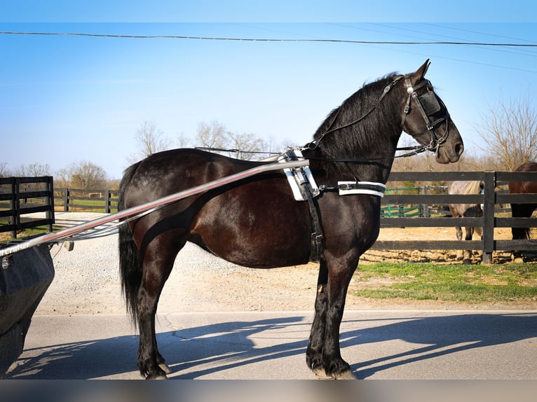 Fries paard Ruin 12 Jaar Zwart in Flemingsburg KY