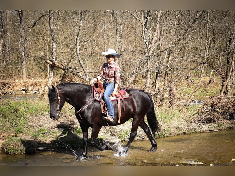 Fries paard Ruin 12 Jaar Zwart in Flemingsburg KY