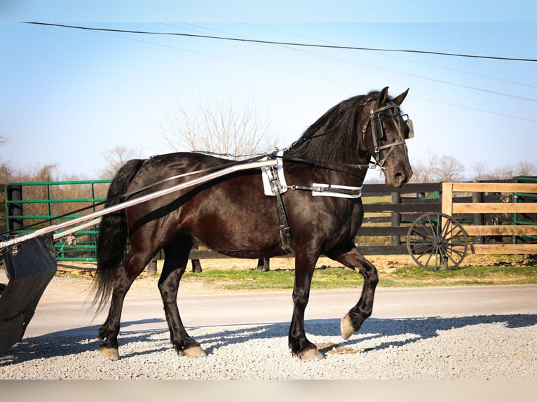 Fries paard Ruin 12 Jaar Zwart in Flemingsburg KY