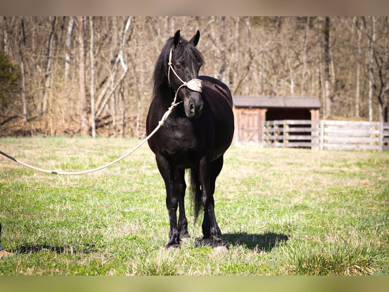 Fries paard Ruin 12 Jaar Zwart in Flemingsburg KY