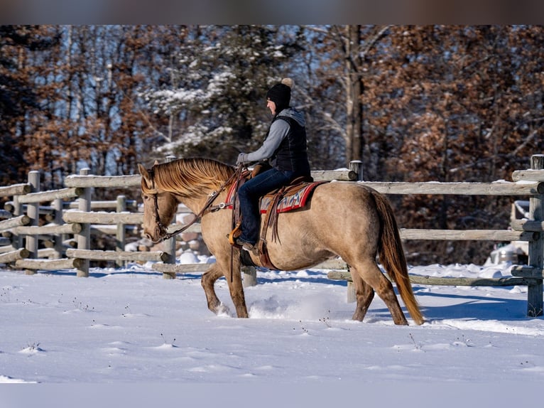 Fries paard Mix Ruin 13 Jaar 152 cm Champagne in Nevis