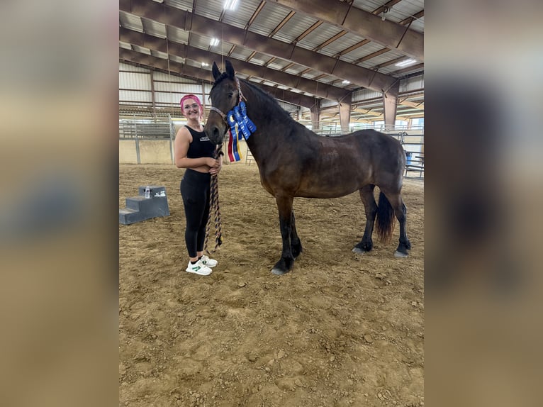 Fries paard Ruin 13 Jaar 152 cm Roodbruin in Bullard
