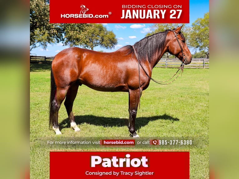 Fries paard Mix Ruin 13 Jaar 160 cm Roan-Bay in Fayetteville, TN