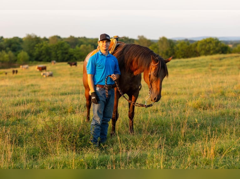 Fries paard Mix Ruin 13 Jaar 160 cm Roan-Bay in Fayetteville, TN