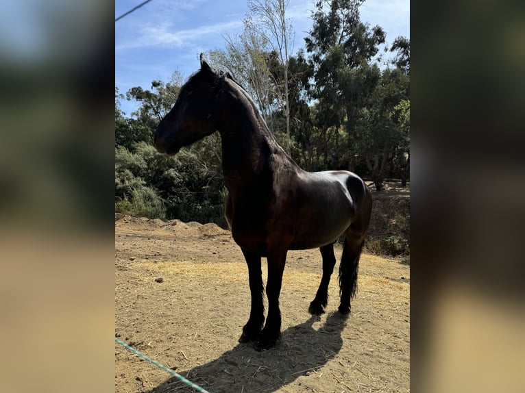 Fries paard Ruin 13 Jaar 160 cm Zwart in Monda