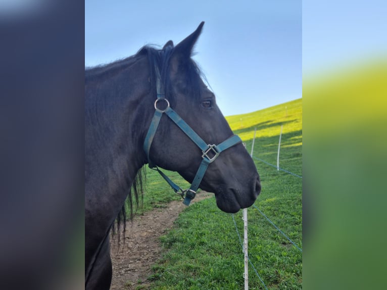 Fries paard Mix Ruin 13 Jaar 160 cm Zwart in Oberndorf