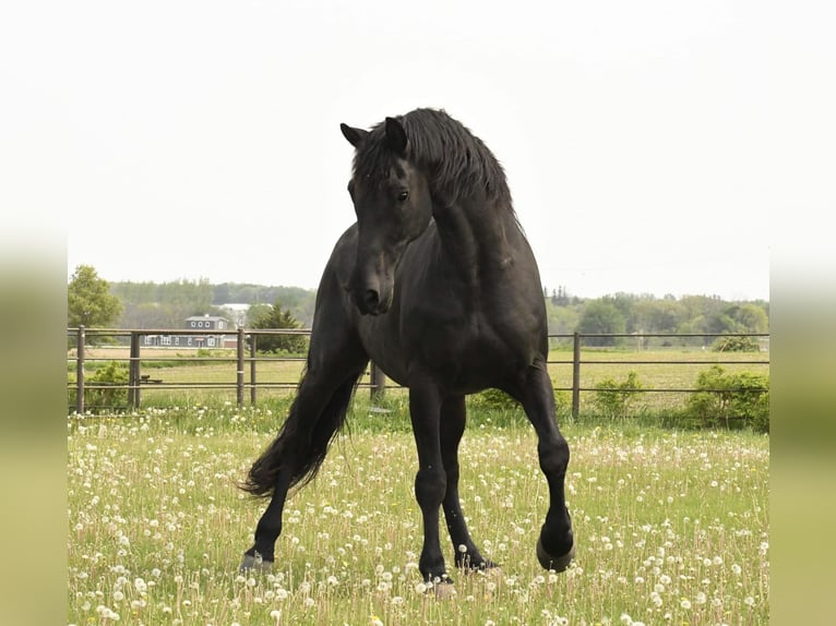 Fries paard Ruin 13 Jaar 160 cm Zwart in Oelwein IA